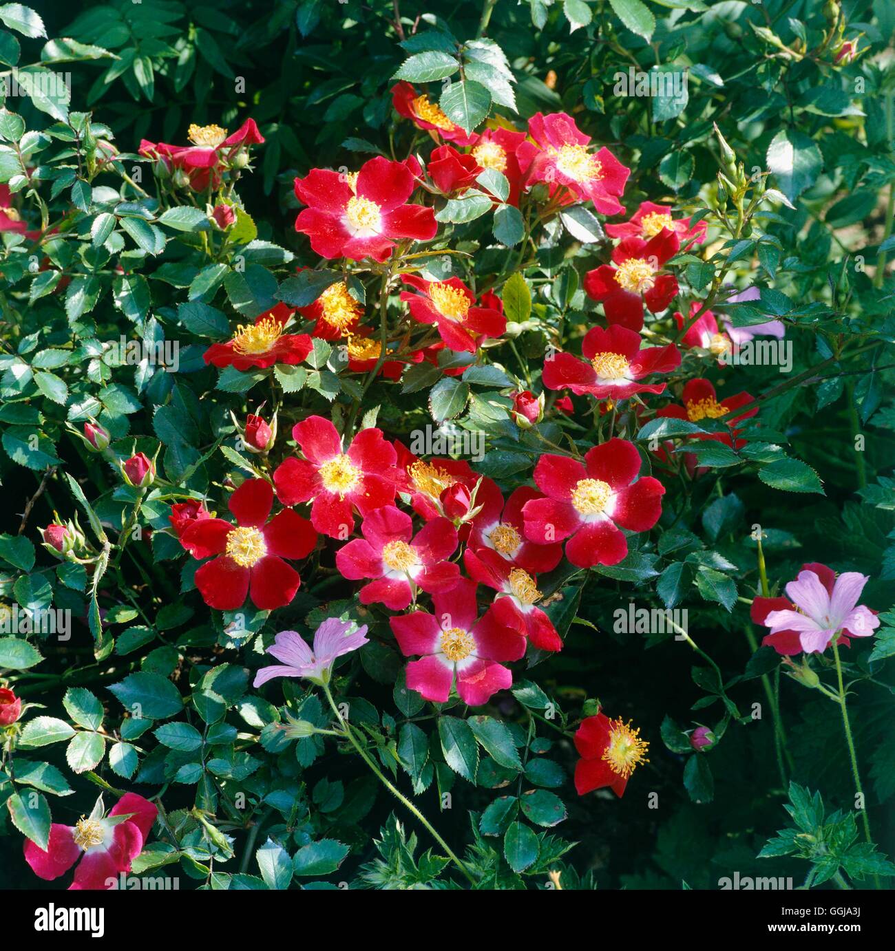 Ground Cover Rose Hampshire Hi res Stock Photography And Images Alamy ground-cover-rose-hampshire-hi-res-stock-photography-and-images-alamy